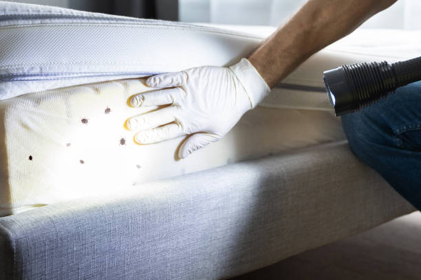Best Termite Control Services  in Salineville, OH