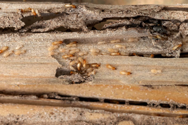 Wildlife Control Services in Salineville, OH